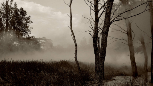 Brume dans le parc