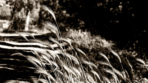 Paysage de Toscane