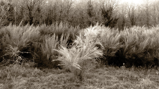 Givre sur les genets