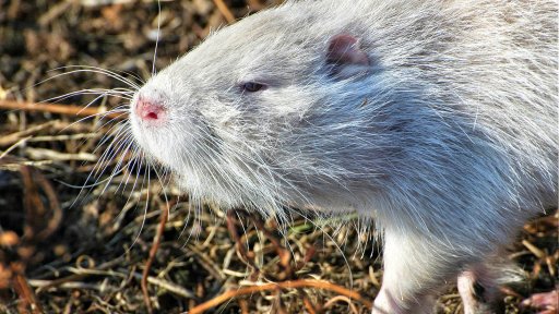 Jeune ragondin (albinos ?)